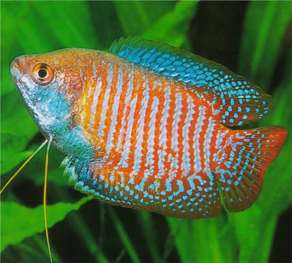 COLISA LALIA KOLISA (COLLISA LALIA)