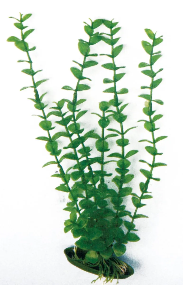 DEKORACIJA BILJKE ROTALA MD