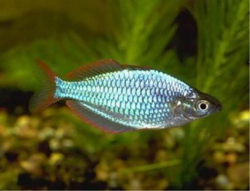 DUGA MELANOTAENIA PRAECOX
