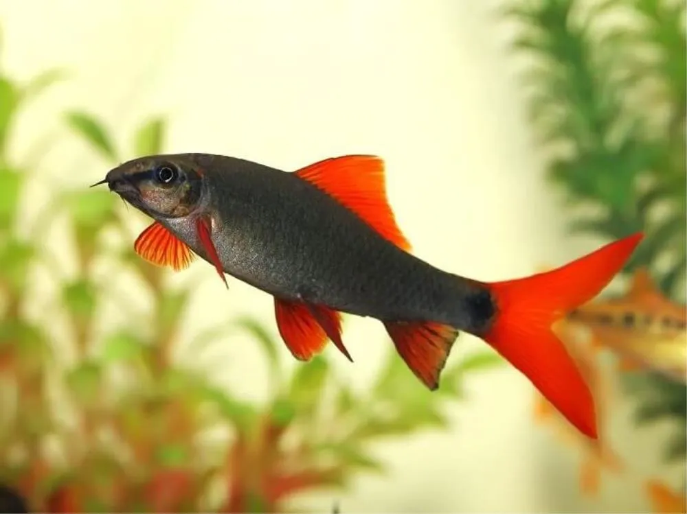 FRENATUS (EPALZEORHYNCHOS FRENATUS)