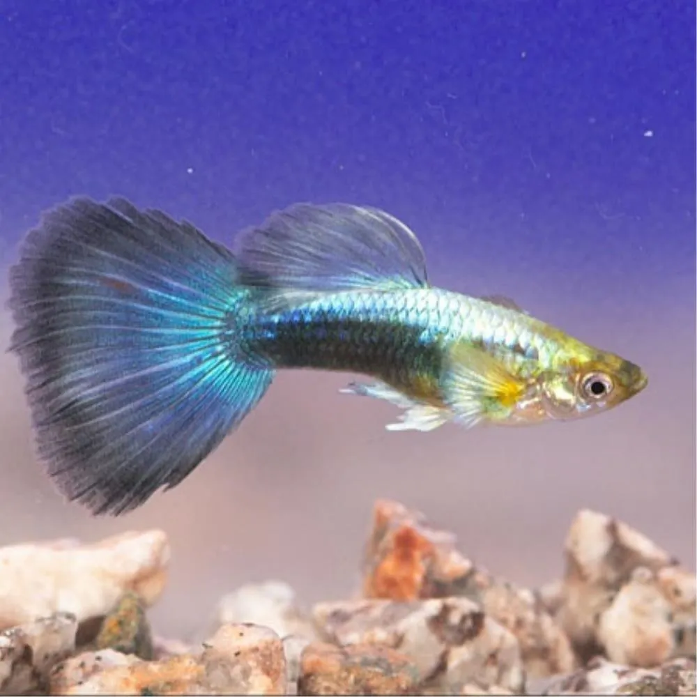 GUPPY MIX (POECILIA RETICULATA)