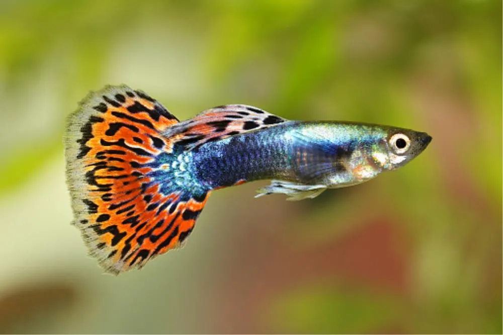 GUPPY RED TUXEDO (POECILLA RETICULATA)