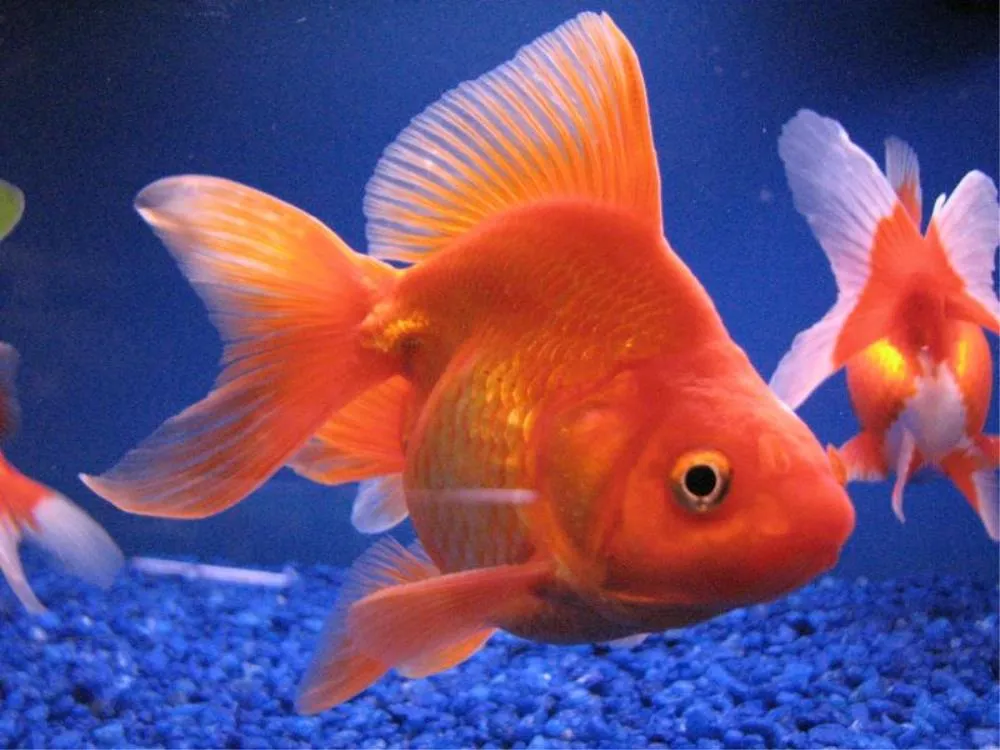 JAPANKA COMET (CARASSIUS AURATUS)