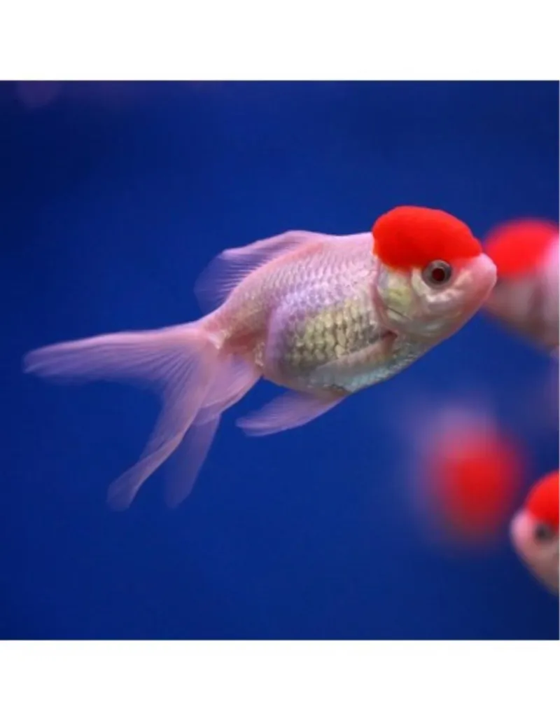 JAPANKA RED CAP ORANDA (CARASSIUS AURATUS)