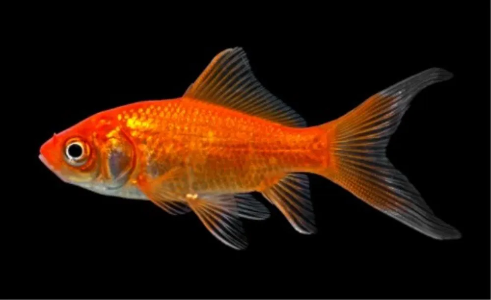 JAPANKA RED WHITE 3CM (CARASSIUS AURATUS)