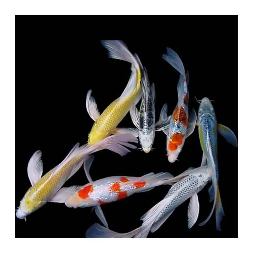 KOI SARAN 10CM (CYPRINUS CARPIO)
