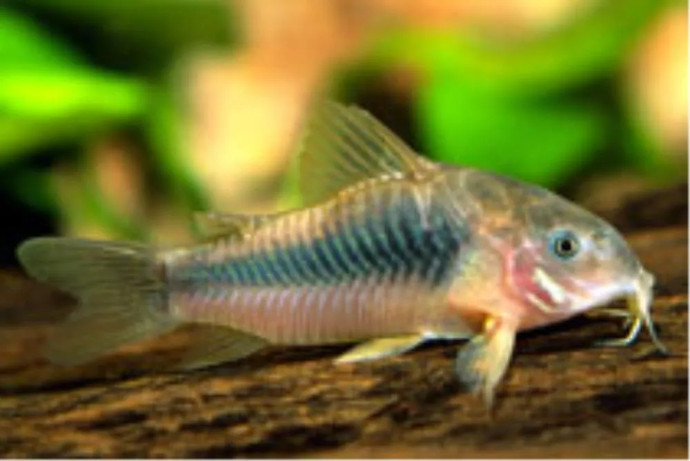 KORIDORAS ANEUS (CORYDORAS AANEUS)