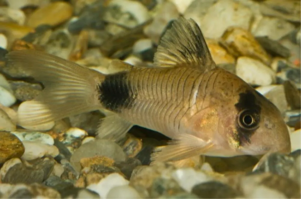 KORIDORAS PANDA (CORYDORAS PANDA)