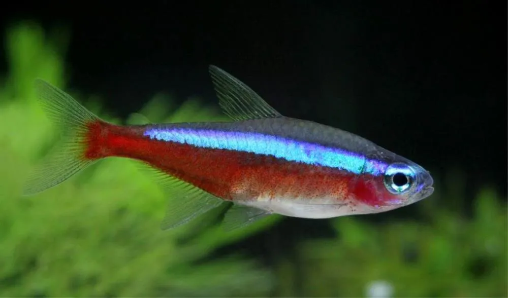KRALJEVSKA NEONKA (PARACHEIRODON AHELRODI)
