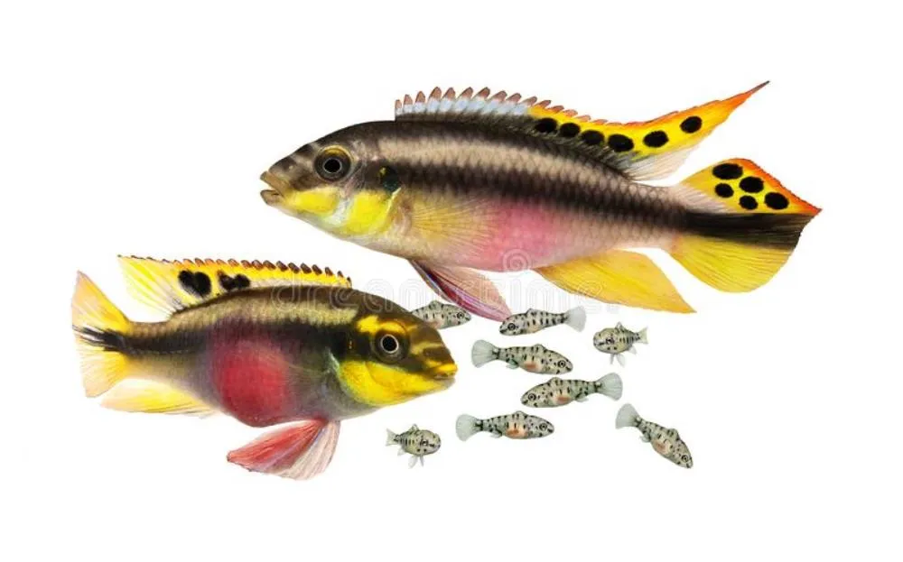 KRIBENZIS (PELVICACHROMIS PULCHER)