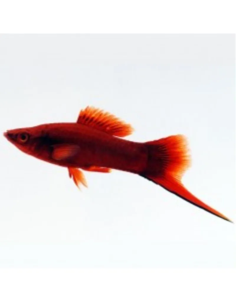KSIFO VAGTAIL (XIPHOPHORUS HELLERY)