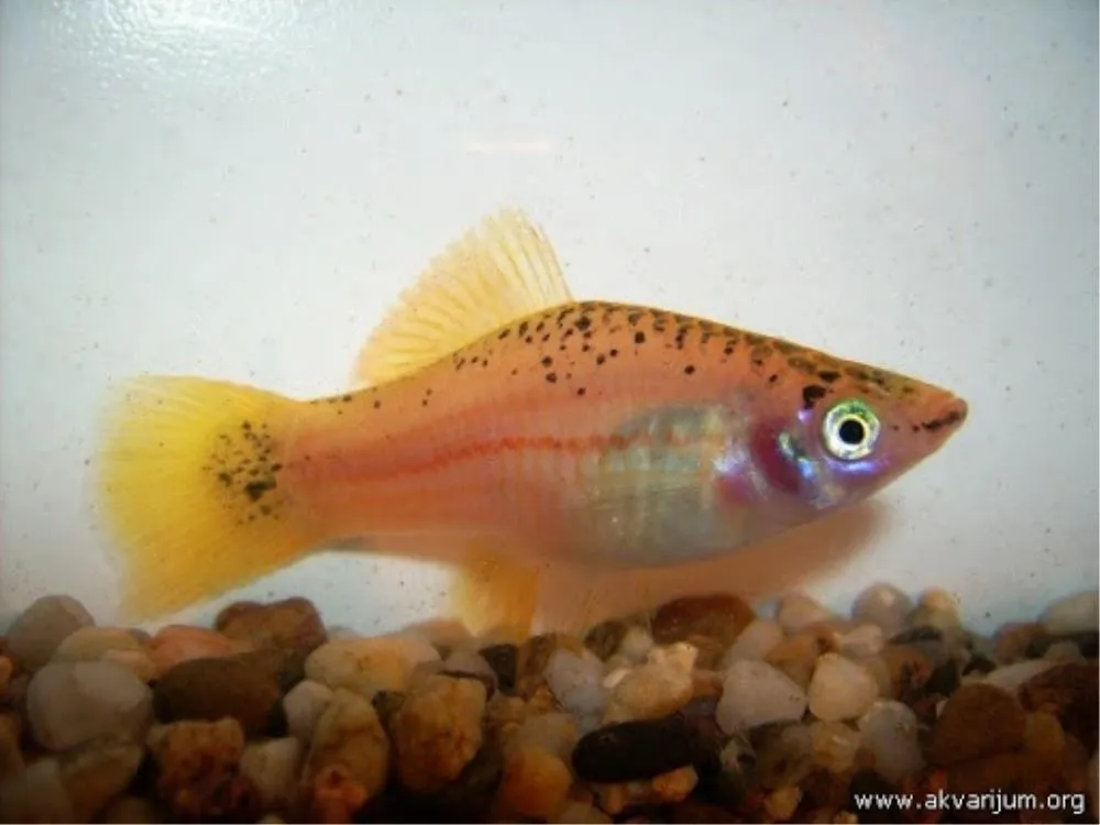 KSIFO (XIPHOPHORUS HELLERY)