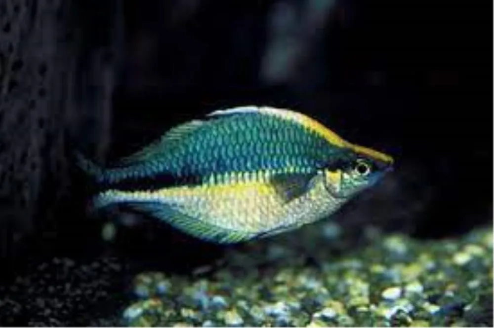 MELANOTENIA LACUSTRIS
