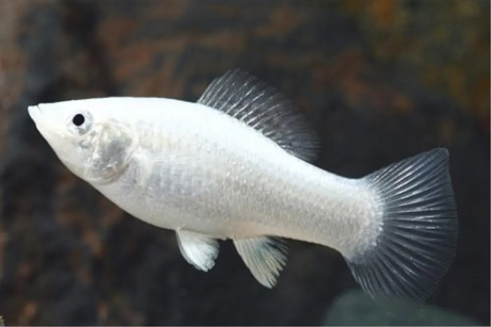 MOLLY SILVER (POECILIA LATIPINNA)