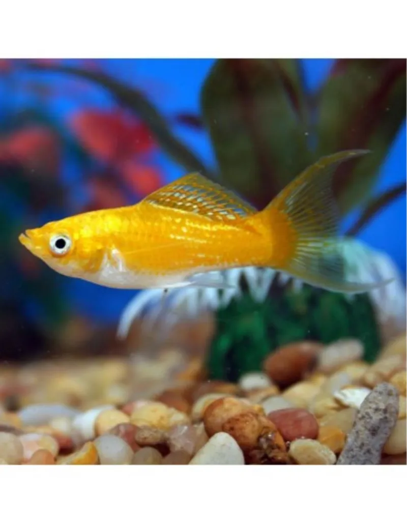MOLLY ZUTI (POECILIA LATIPINNA)