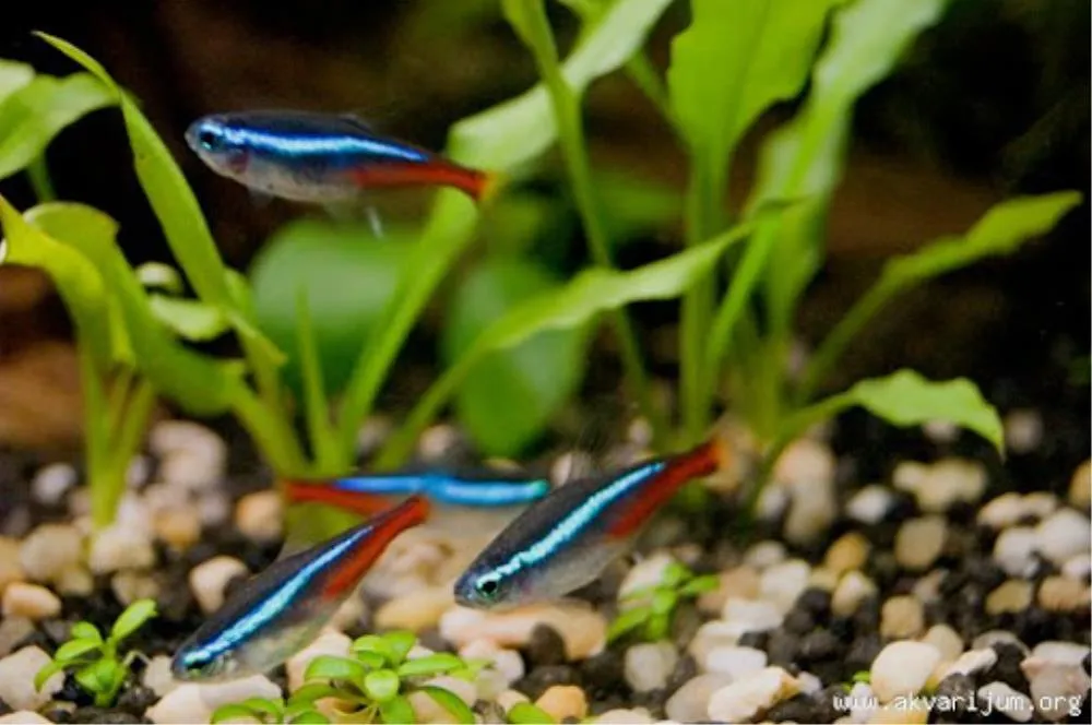NEON TETRA BLUE M (PARACHEIRODON INNESI)