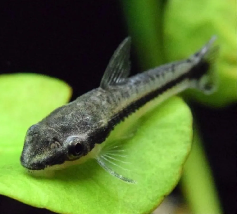 OTOCINCLUS (OTOCINCLUS AFFINIS)