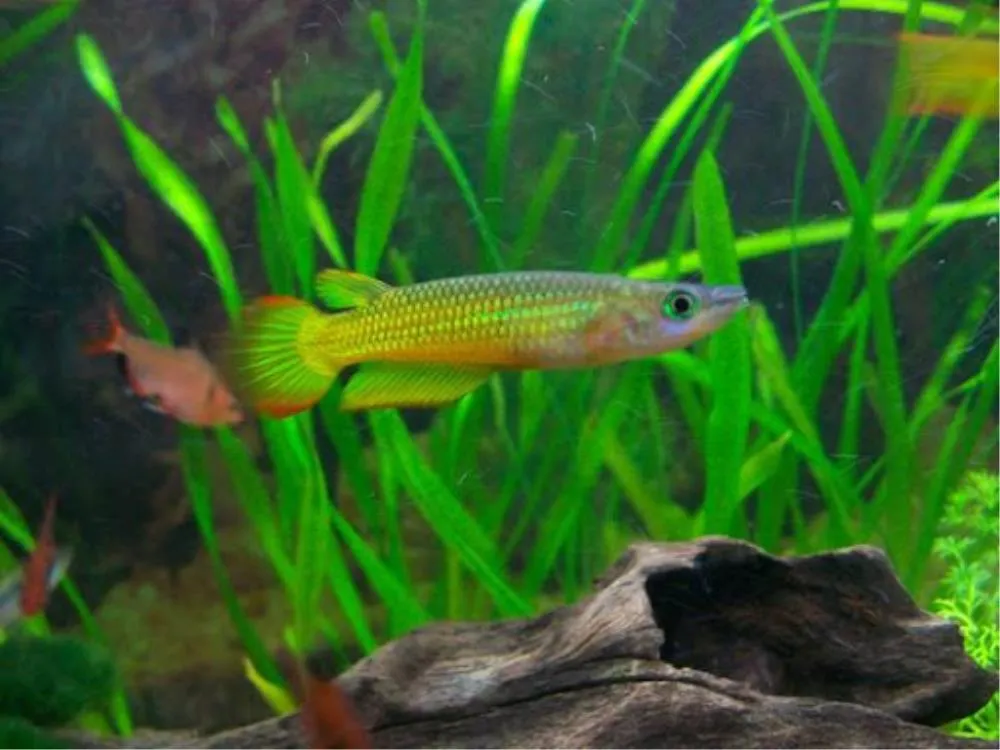 PANCHAX YELLOW (APLOCHELIUS LINEATUS)