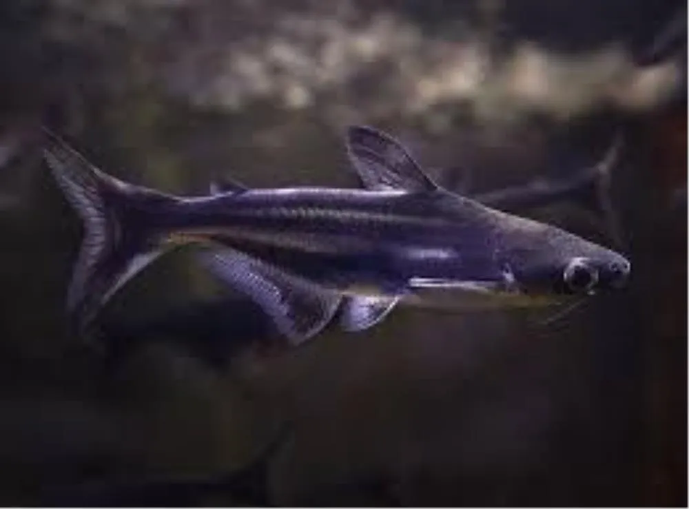 PANGASIUS SOMIC