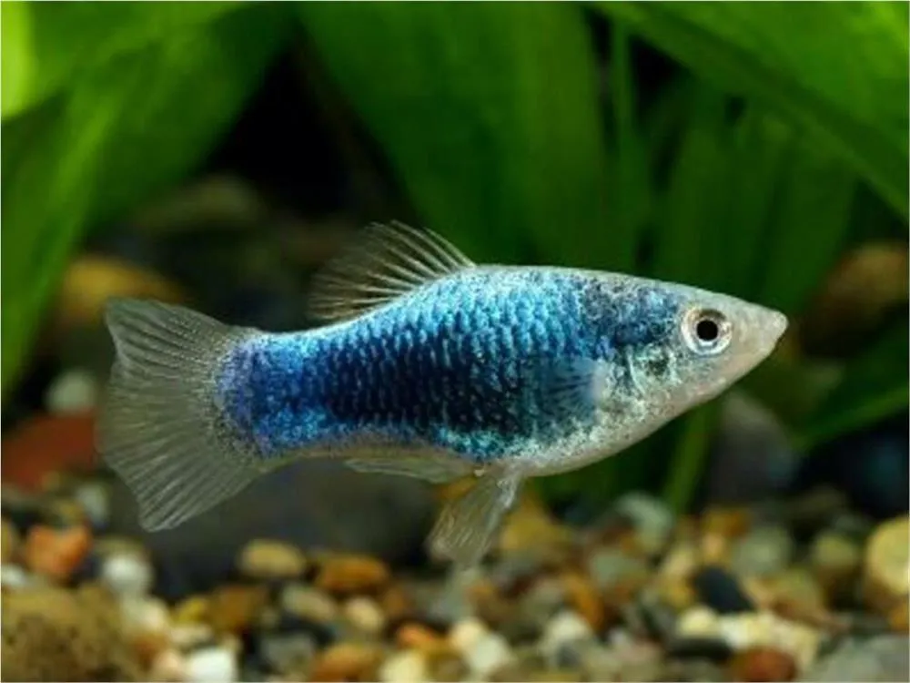PLATY PLAVI (XIPHOPHORUS MACULATUS)