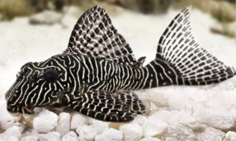 PLECOSTOMUS MANJI (HYPOSTOMUS PLECOSTOMUS)