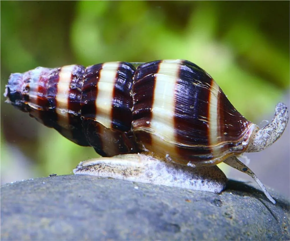 PUZ HELENA (ANENTOME HELENA)