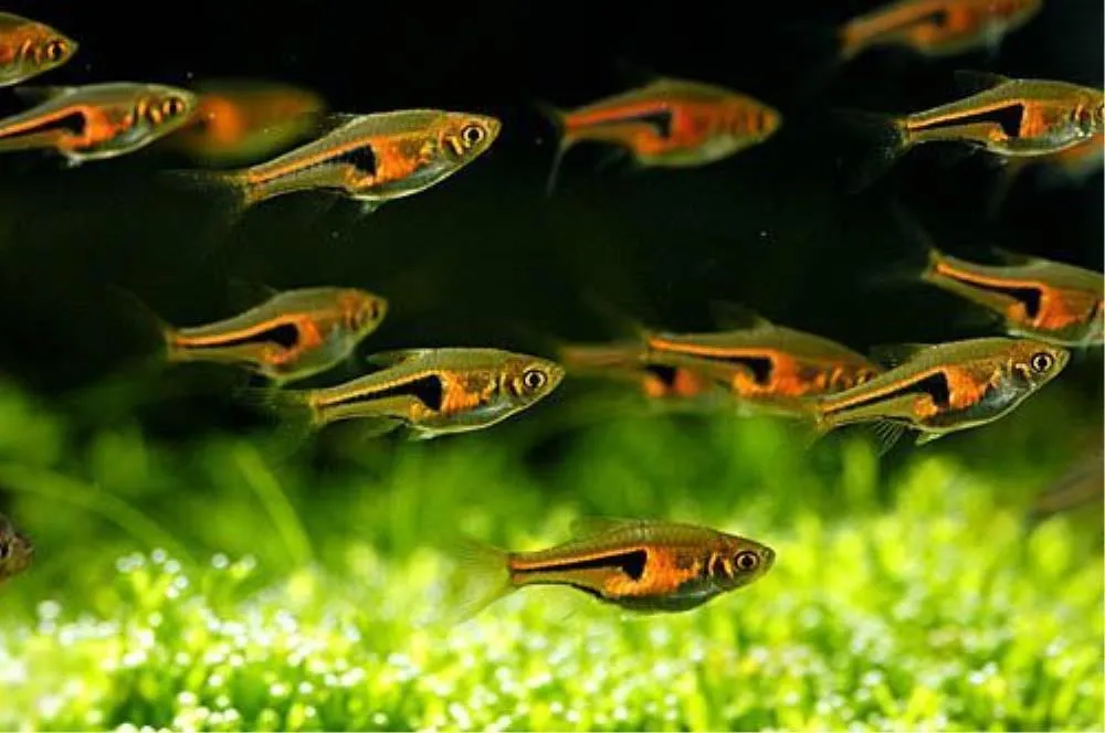 RAZBORA (TRIGONOSTIGMA HETEROMORPHA)