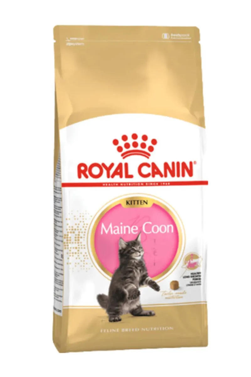 RC MAINECOON KITTEN 2KG