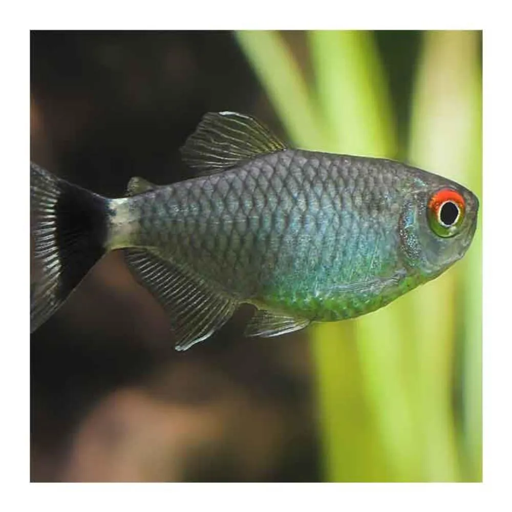 SANTAPHILOMENA (MOENKHAUZIA SANTCAEFILOMENAE)