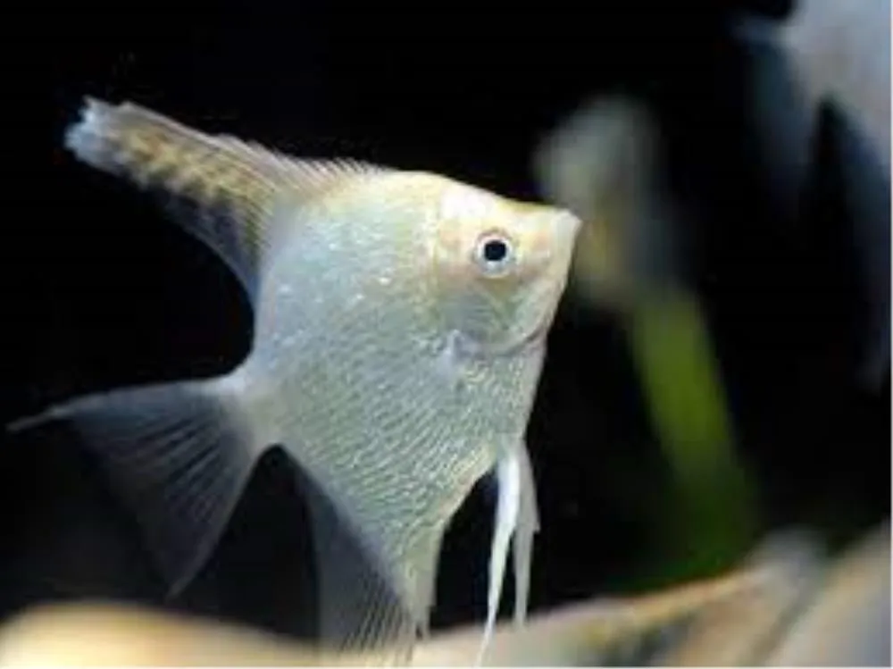 SKALAR DIJAMANT (PTERROPHYLLUM SCALARE)