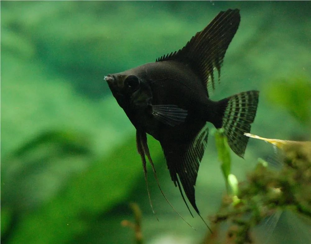 SKALAR MIX (PTERROPHYLLUM SCALARE)