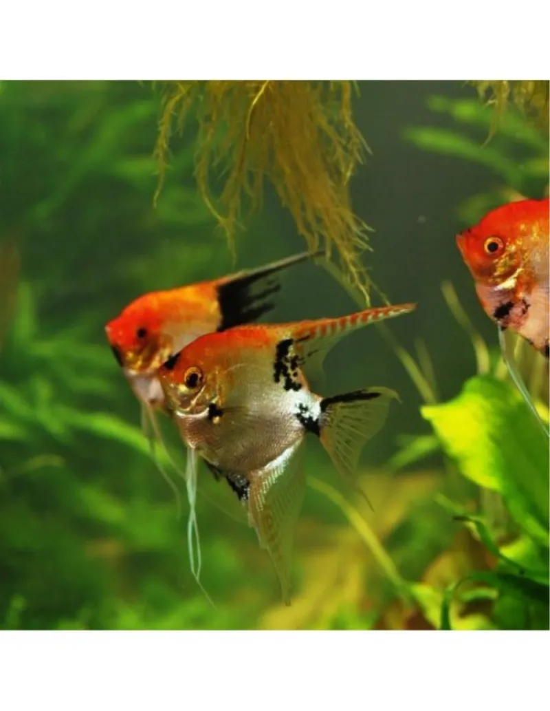SKALAR TRIKOLOR (PTERROPHYLLUM SCALARE)