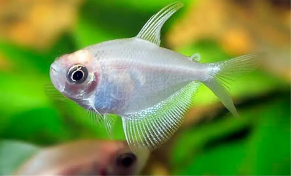 TETRA BELA (GYMNOCARYMBUS TEMETZI)