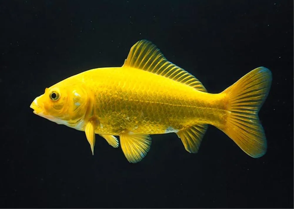 YELLOW CAP ORANDA (CARASSIUS AURATUS)