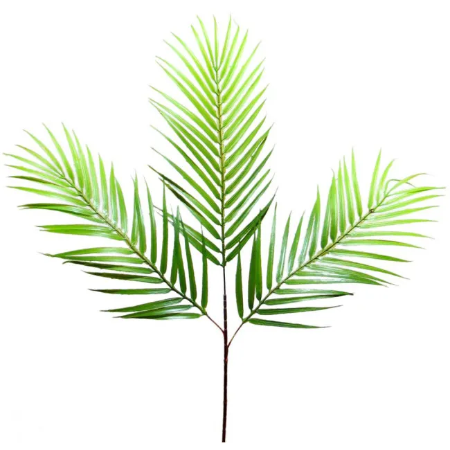 GRANA PALME 1X3 80cm  visina - 80cm  sirina - 60cm