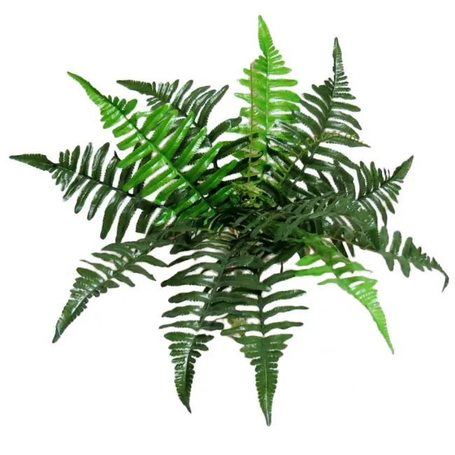 VESTACKA PAPRAT  precnik - 50cm