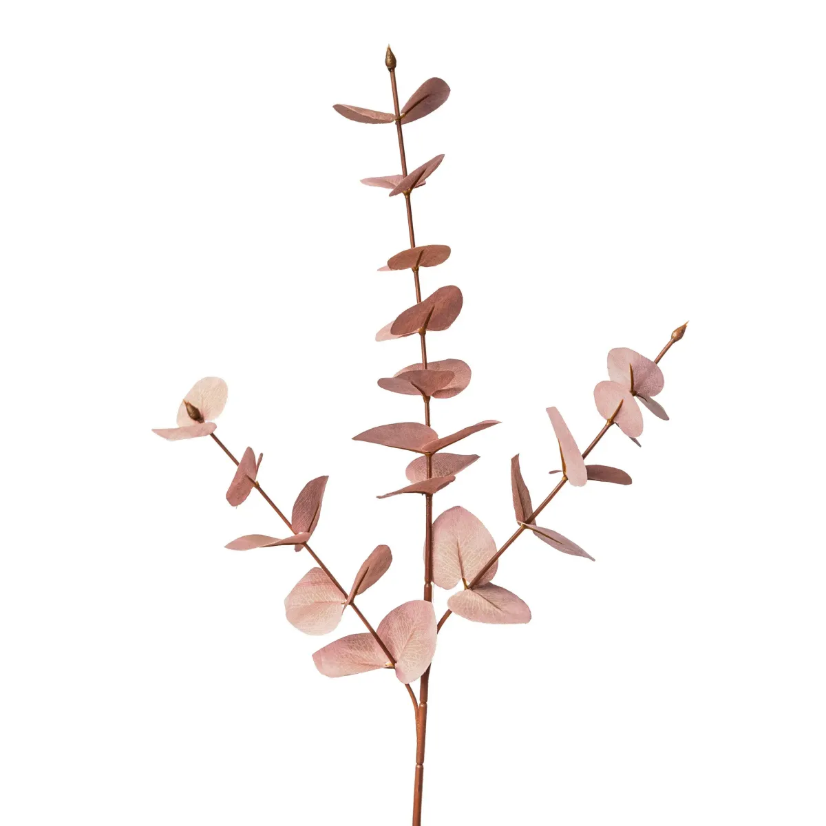 EUKALYPTUS ZWEIG