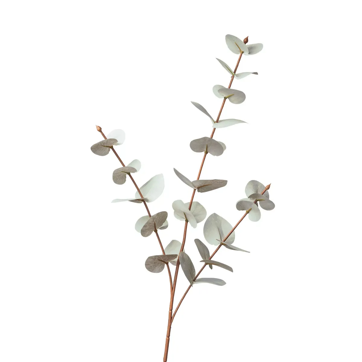 EUKALYPTUS ZWEIG