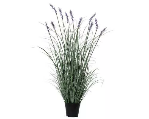 LAVANDA