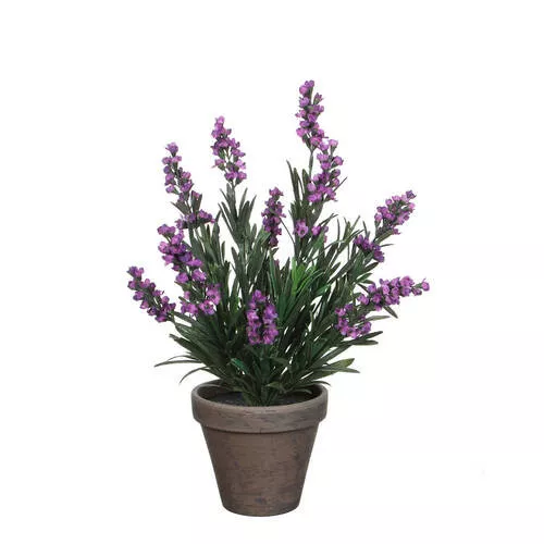 LAVANDA