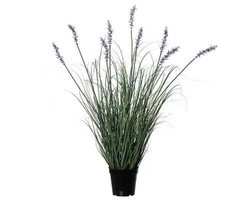 LAVANDA