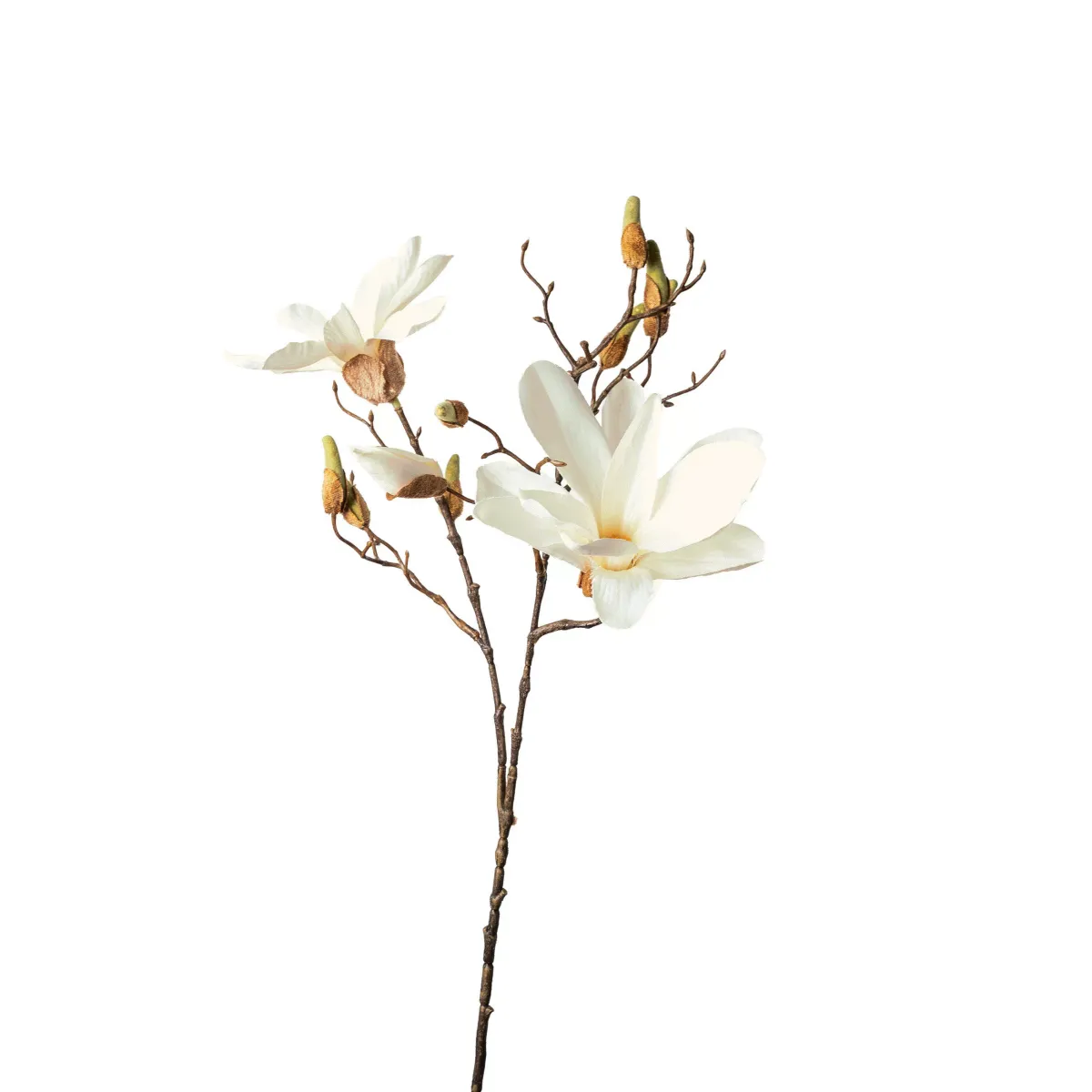 MAGNOLIJA