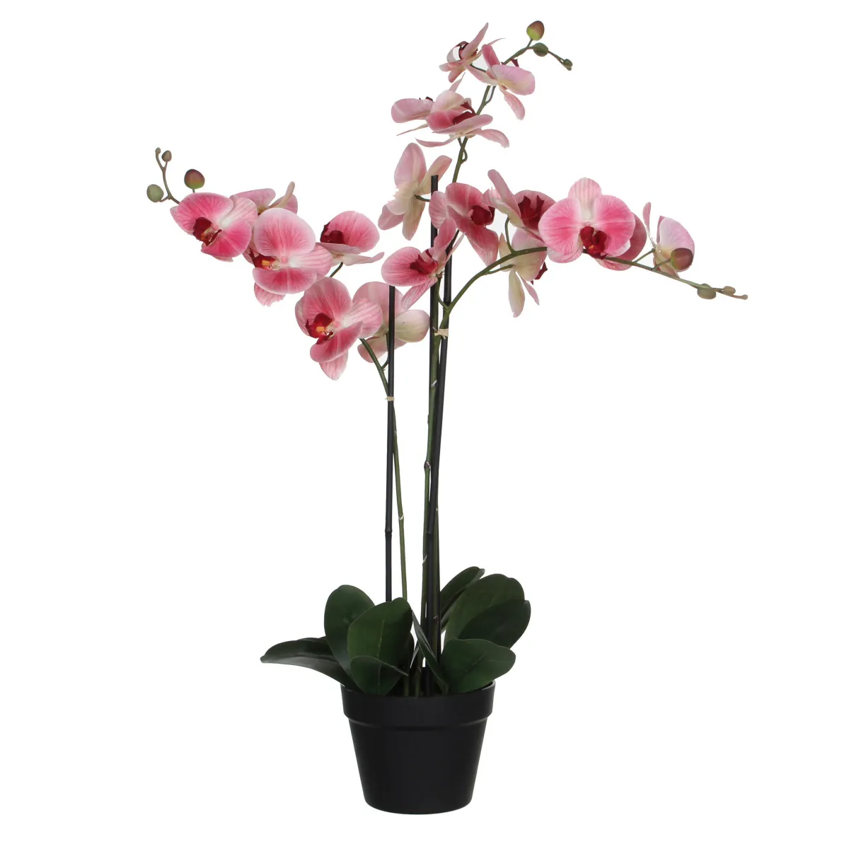 ORHIDEJA           79 cm  