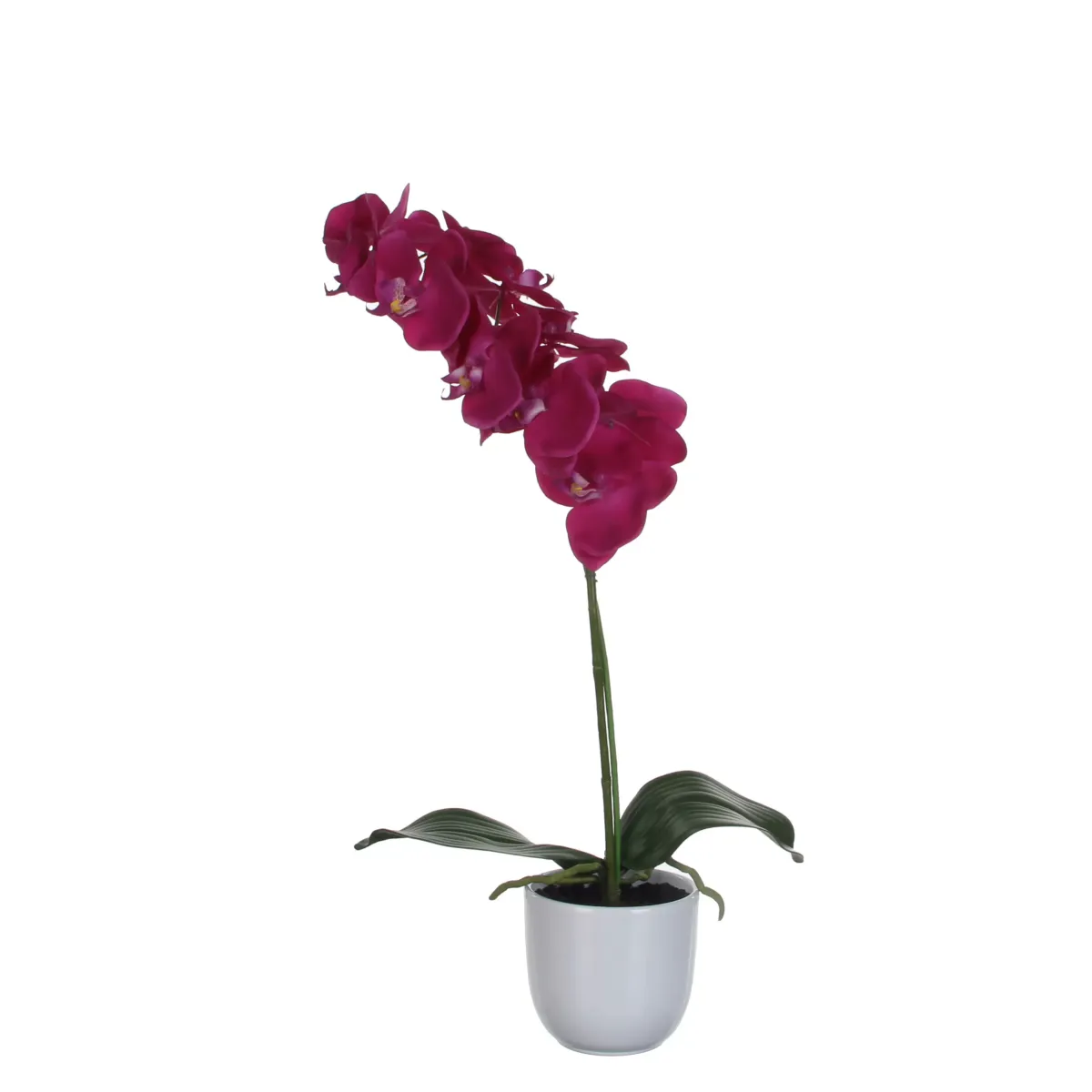 PHALAENOPSIS ORHIDEJA