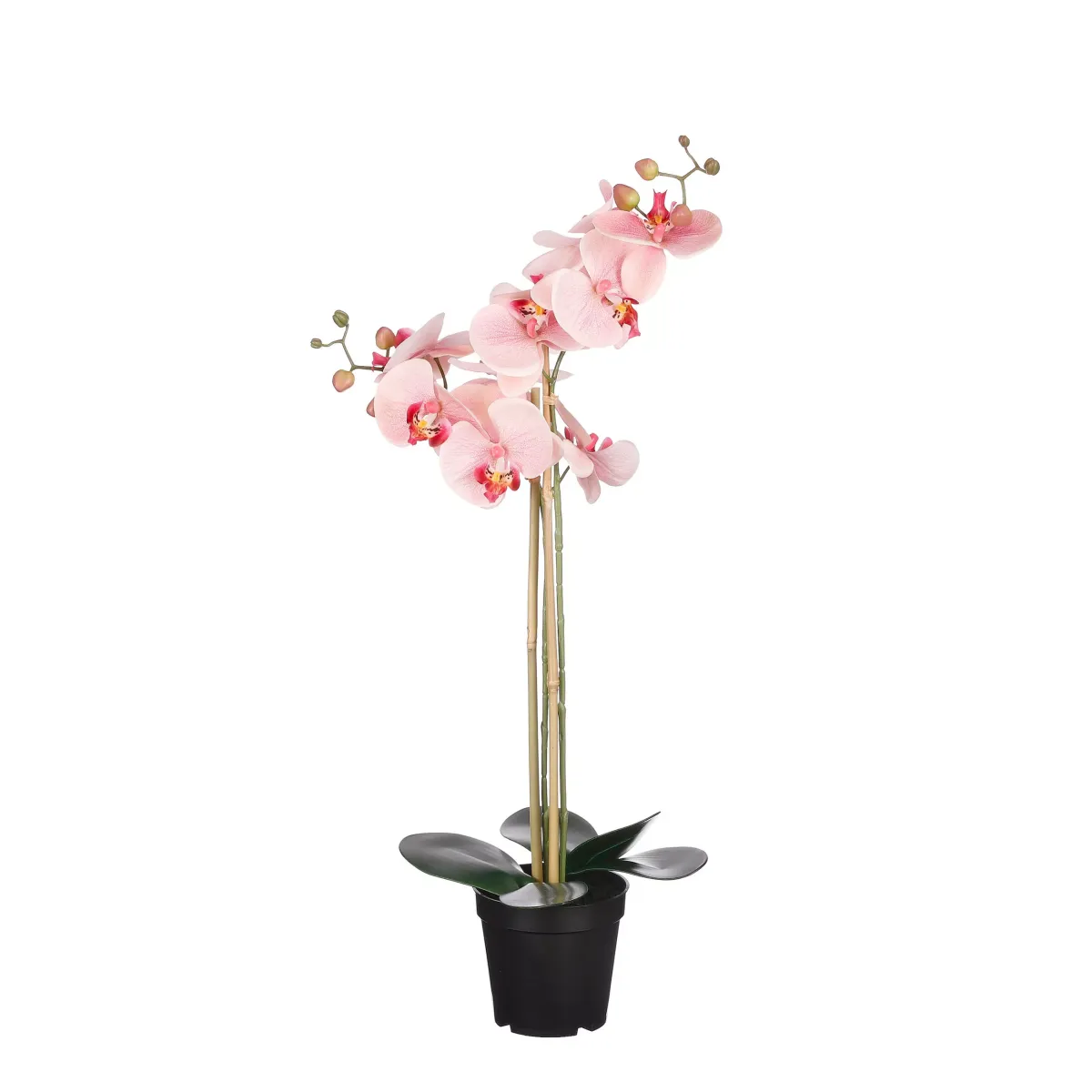 PHALAENOPSIS ORHIDEJA