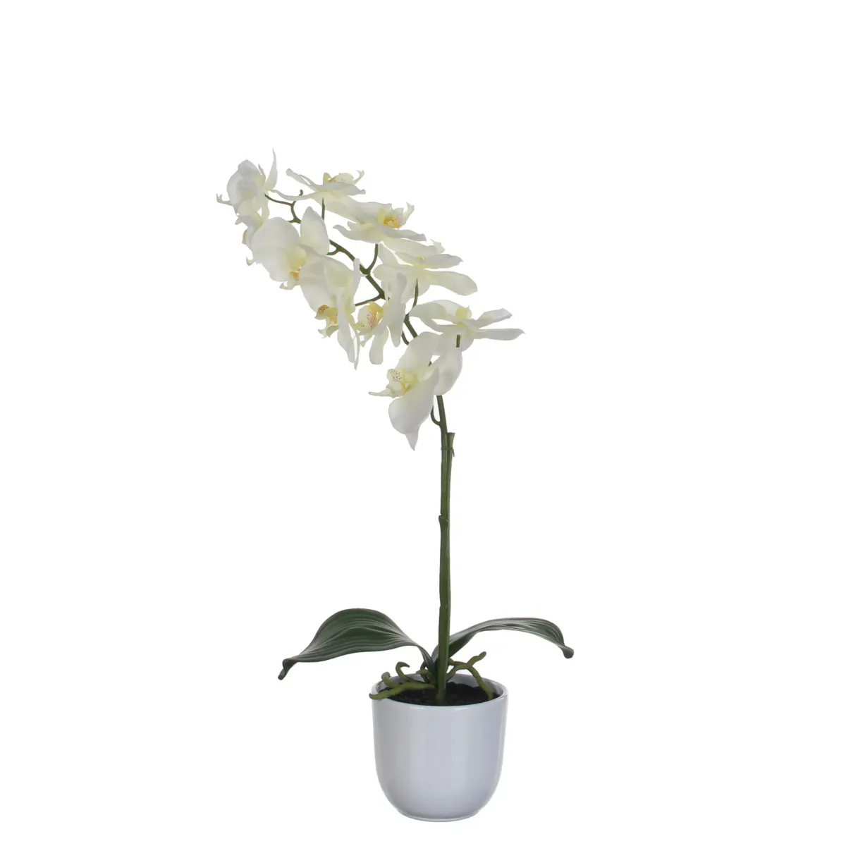 PHALAENOPSIS ORHIDEJA