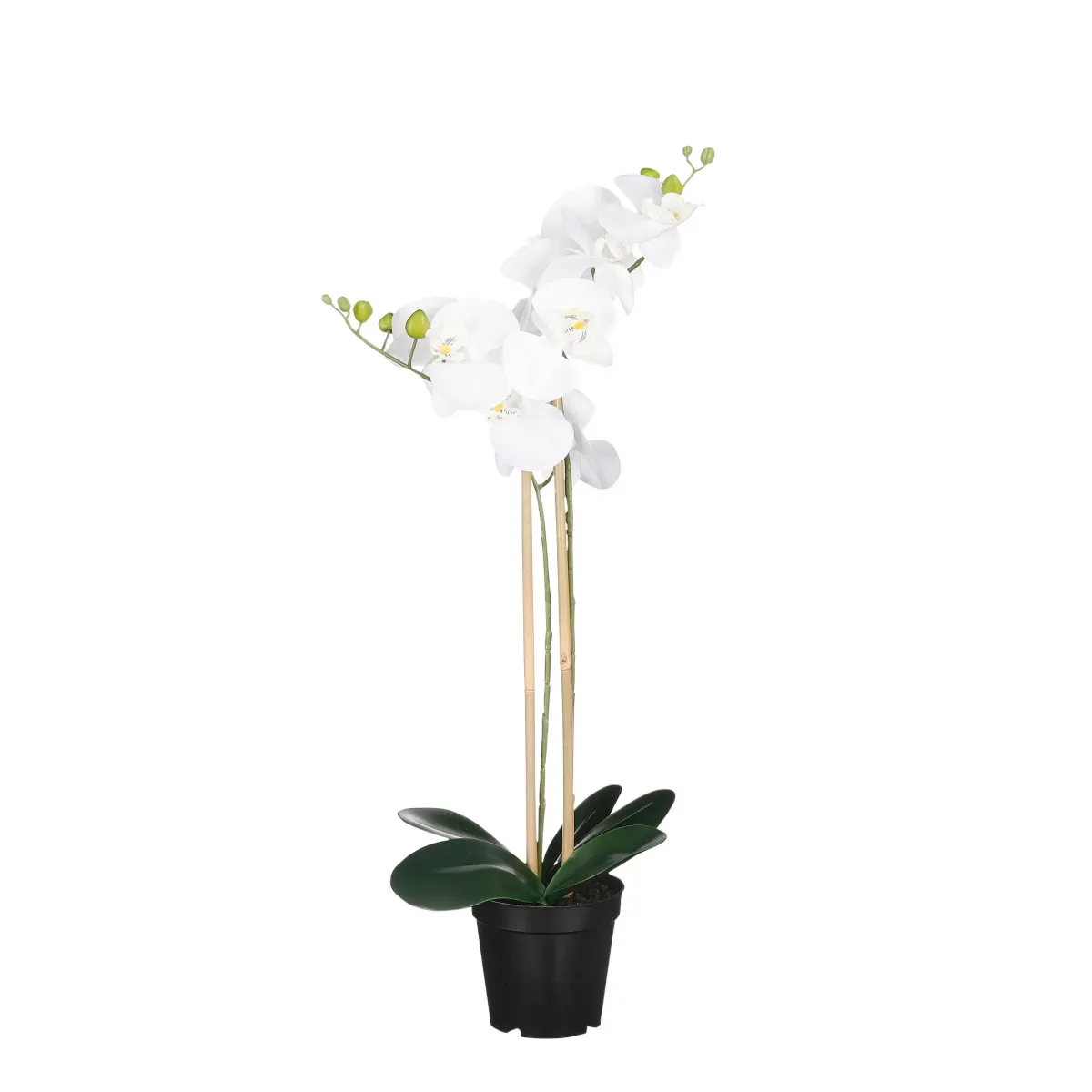 PHALAENOPSIS ORHIDEJA