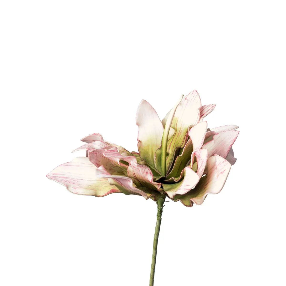 PROTEA