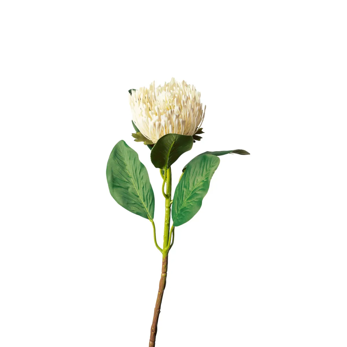 PROTEA