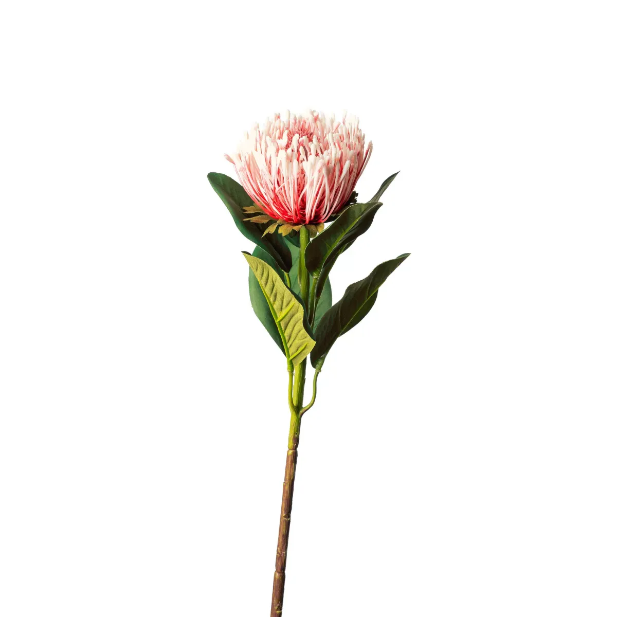 PROTEA